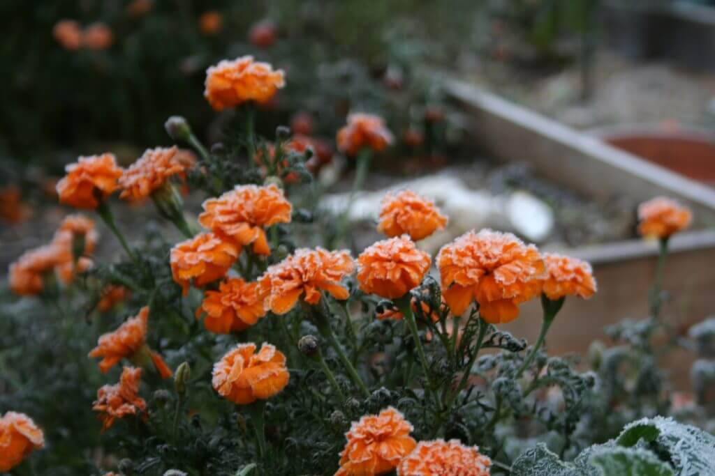 Frost is part of any northern garden in November.