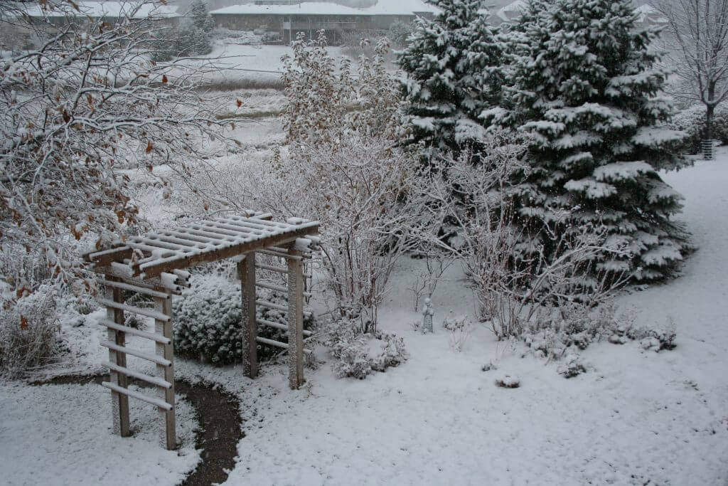 On Nov. 7, 2008, this garden was covered in snow. The November garden is often a surprise