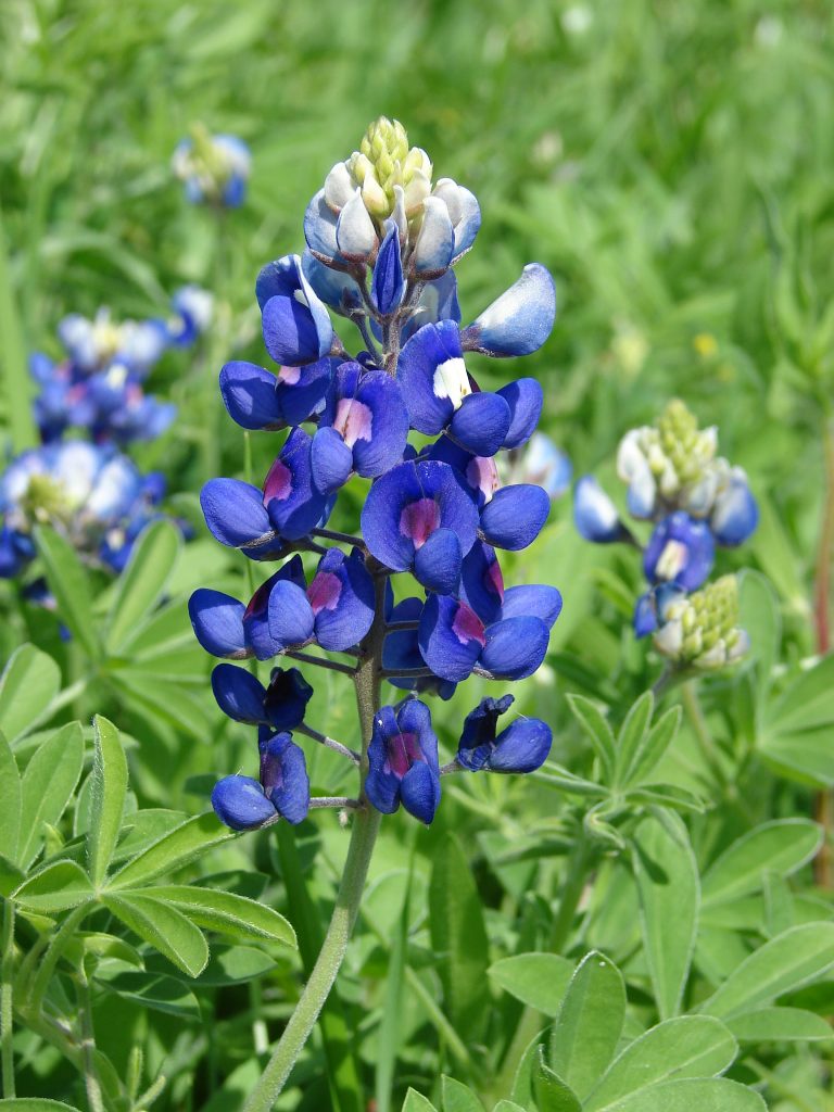 Lady Bird Johnson, an early proponent of native gardening and environmentalism, had the Texas bluebonnet named for her. 