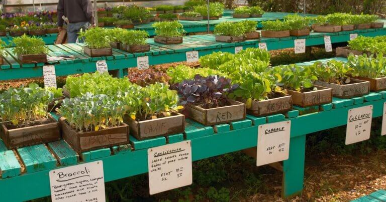 Plant sale with greens on a shelf