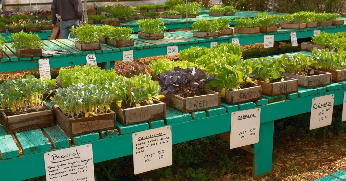Plant sale with greens on a shelf