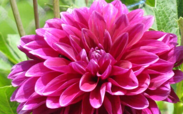 Best Thing Ever to Make with Red Peppers