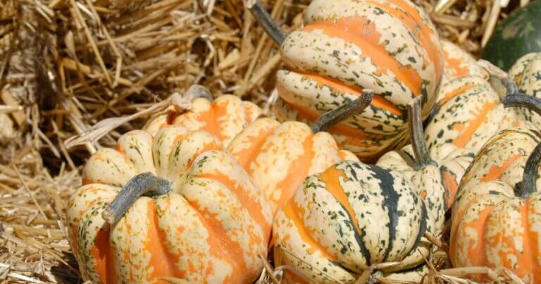 Winter squash in the fall