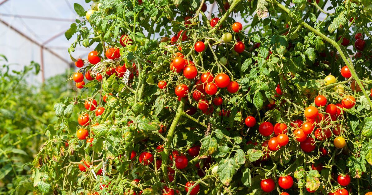 Bumper crop of tomatoes in a garden