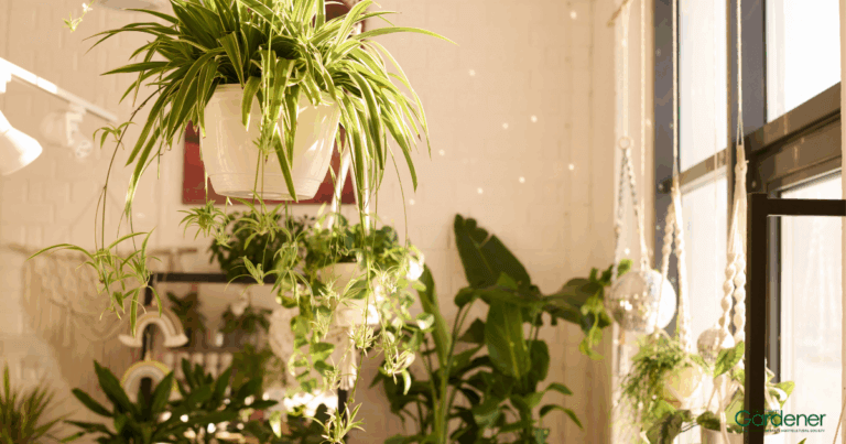 room with houseplants, window on right side