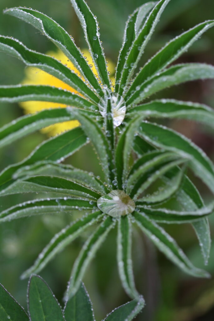 lupine leaves with water droplets