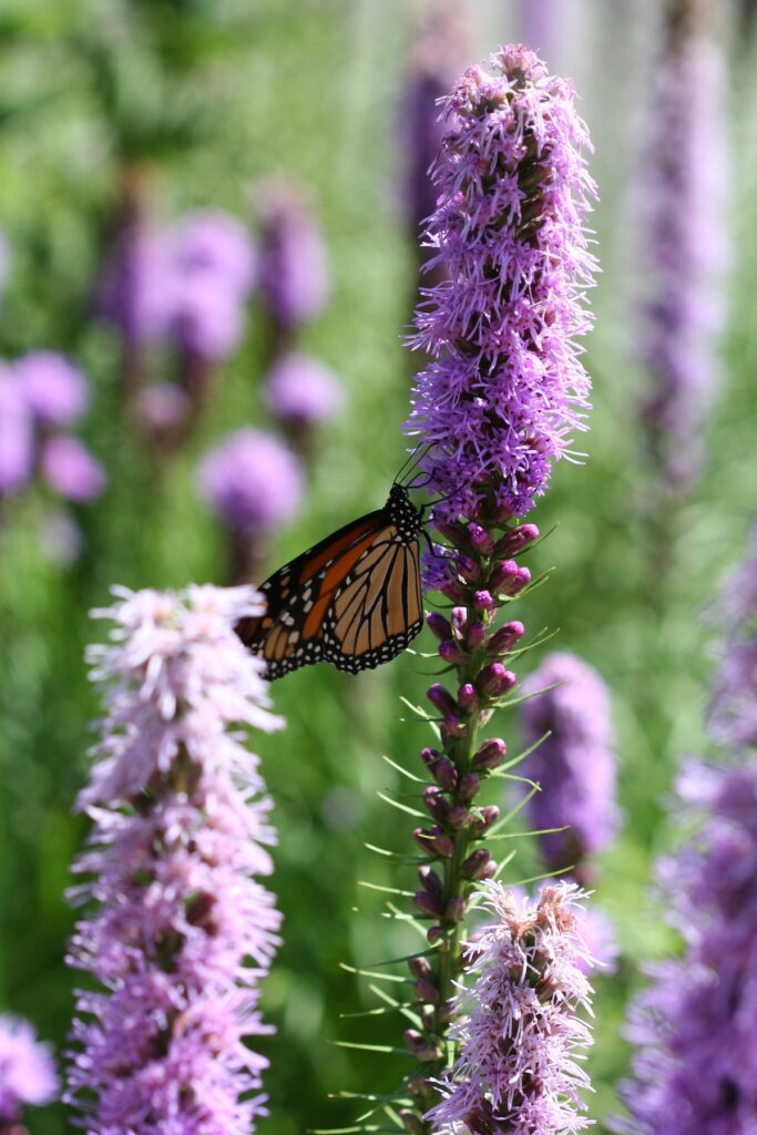 monarch butterfly on purple liatris bloom
