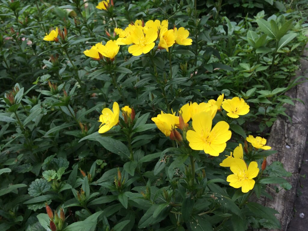 yellow sundrops June blooms
