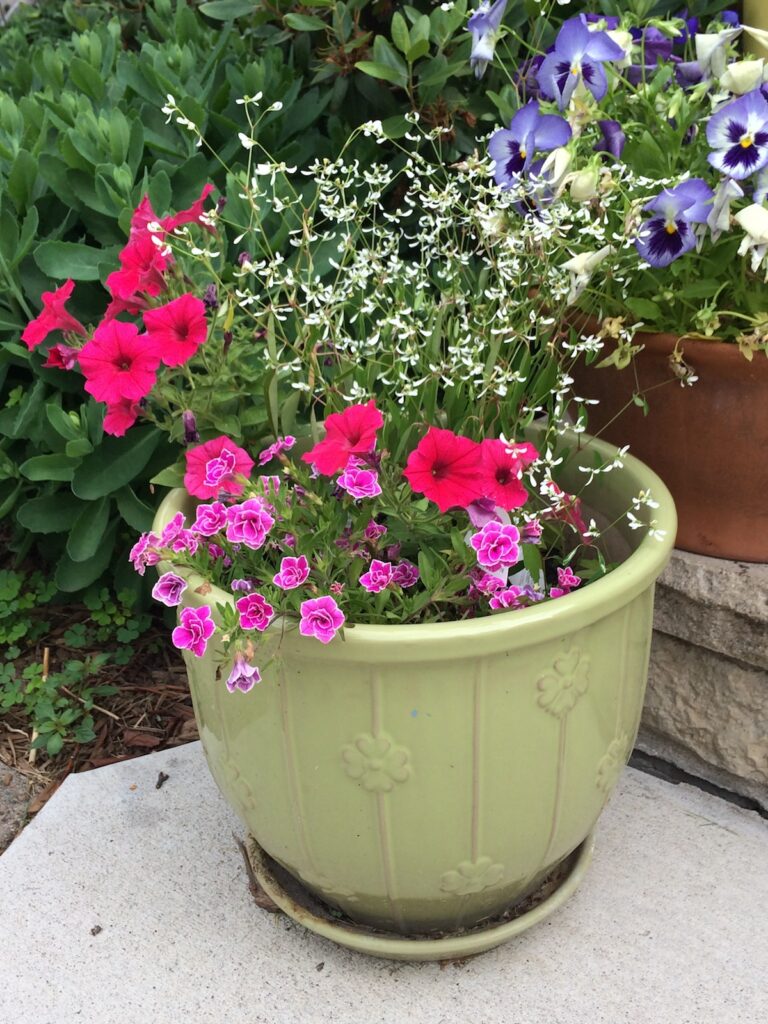 annuals in green container