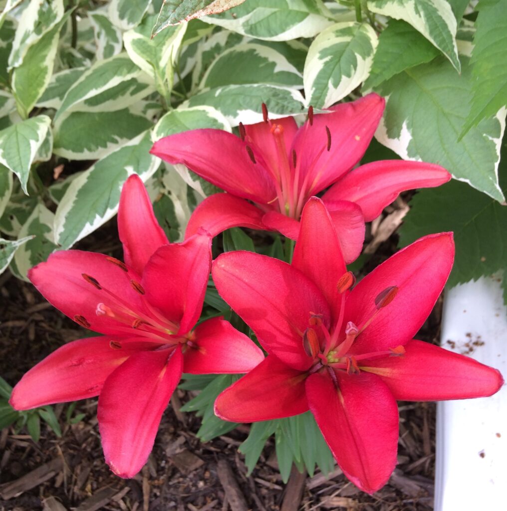 small red lily june blooms