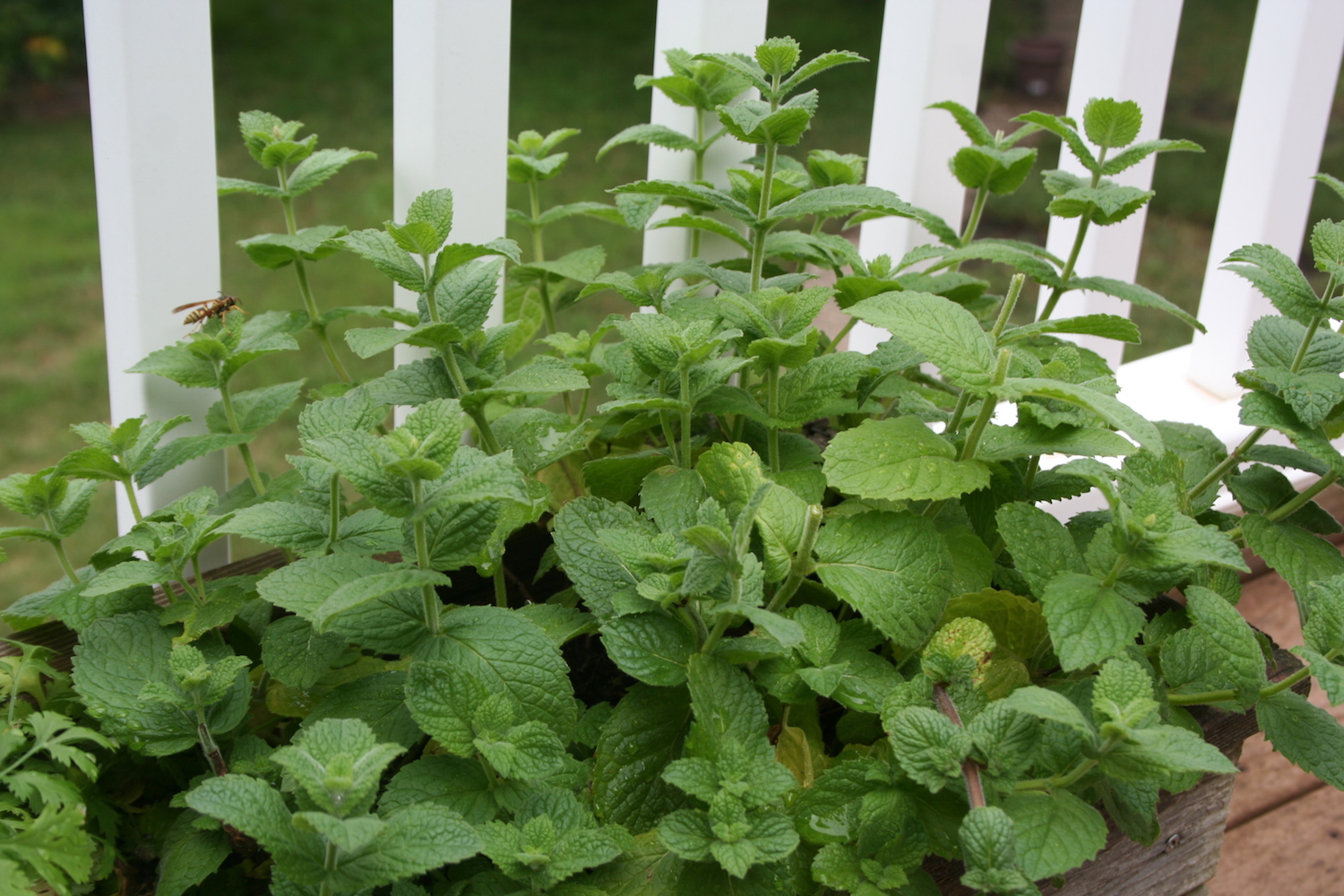 mint for preserving herbs