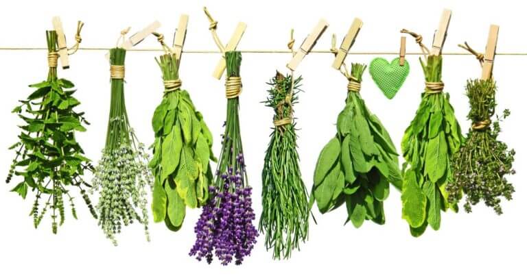 Preserving Herbs: Ideas and Infusions