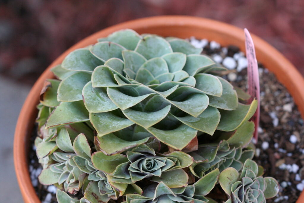 succulent plant in pot