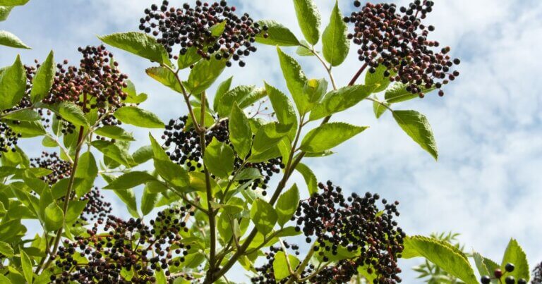 elderberry
