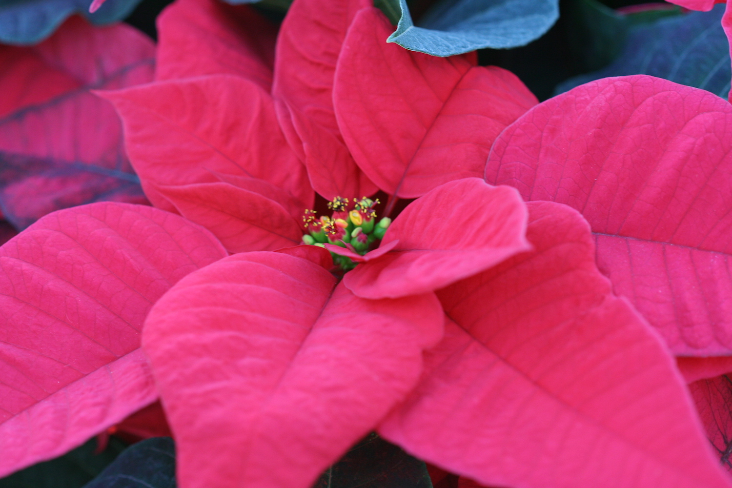 red poinsettia day