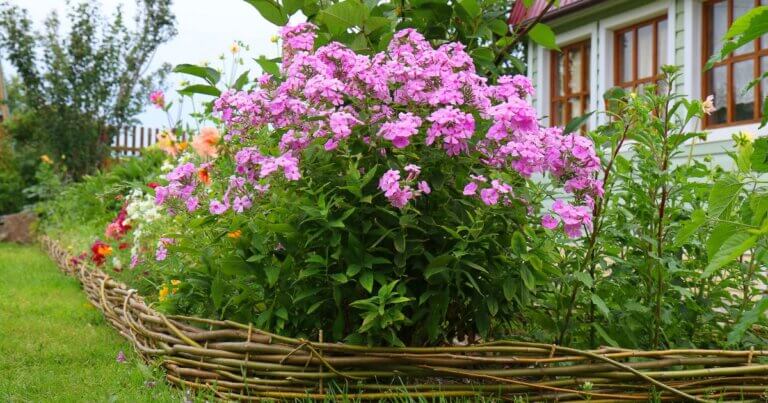 garden phlox