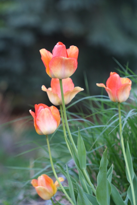 tulip bulbs in bloom