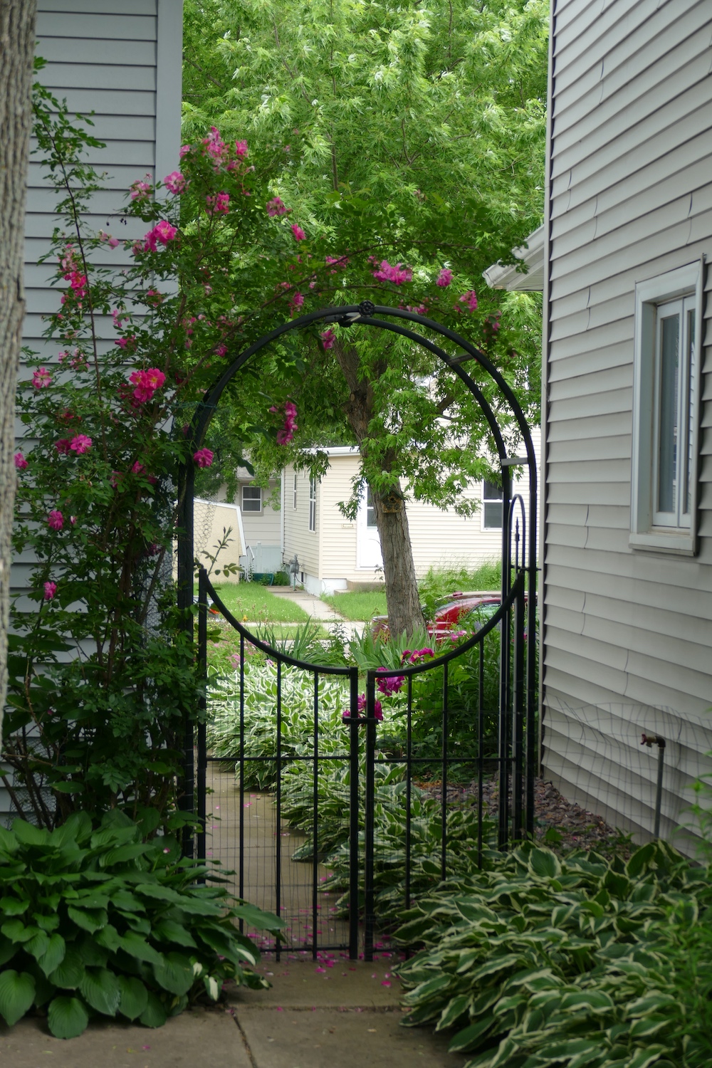 rose covered gate