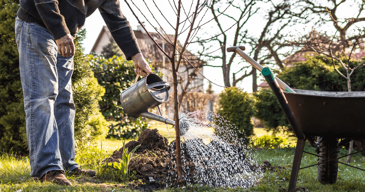 November garden checklist