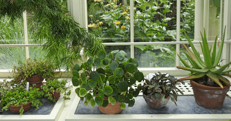 Easy houseplants for beginners