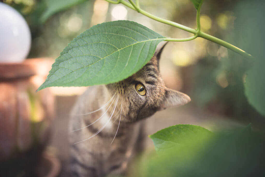 Cat smelling an indoor plant leaf