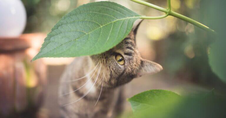 10 Houseplants Safe for Dogs and Cats