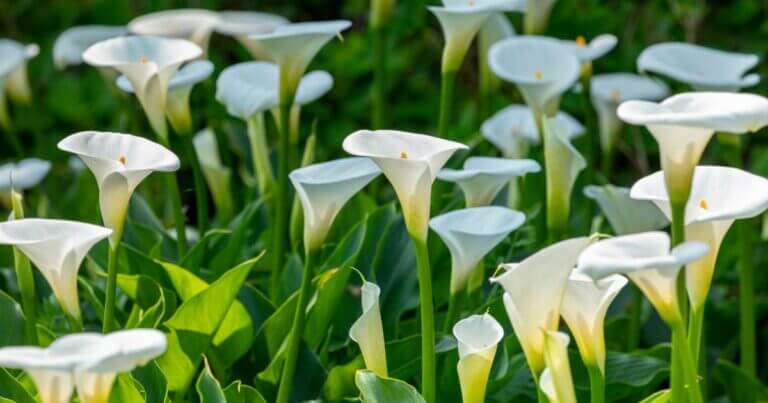 Garden of spring cala lily