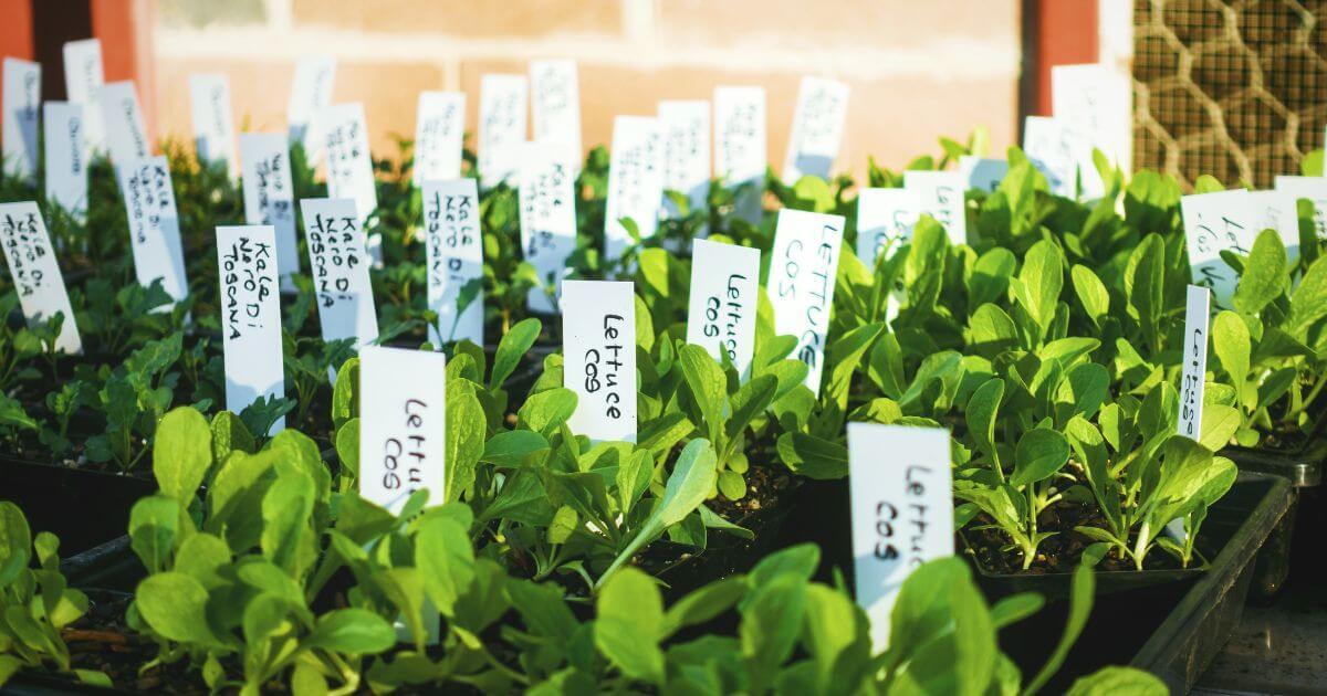 Seedlings hardening off outdoors in May