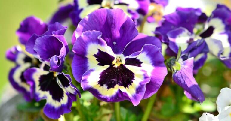 April Garden Checklist for Northern Gardeners