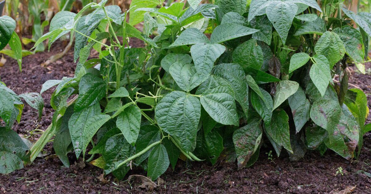 Bush beans growing in a garden