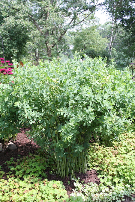 baptisia plant