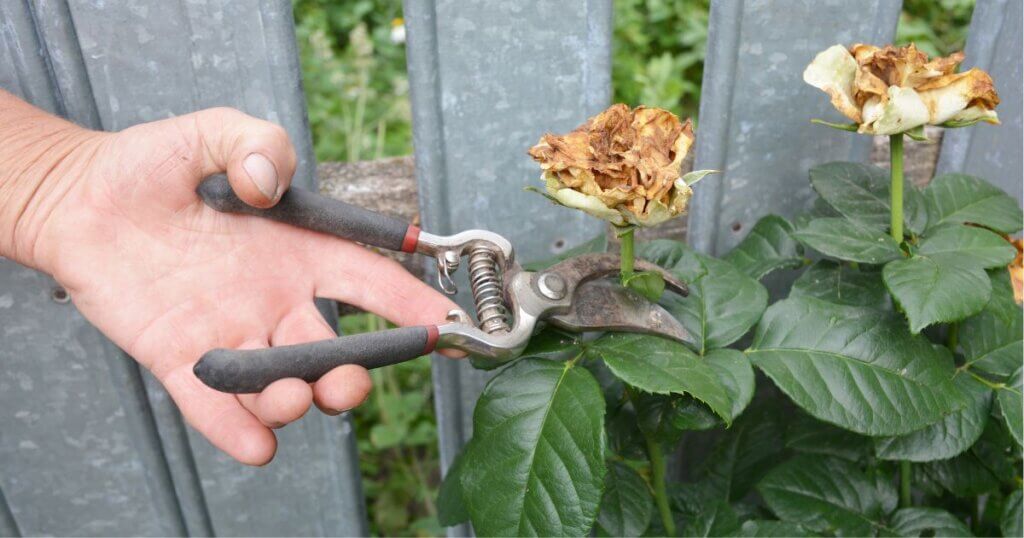 Spent blooms getting deadheaded by small pruners