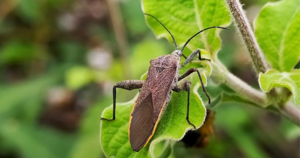 Squash bug on leaf