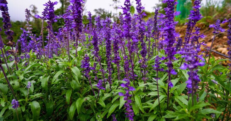 annual salvia