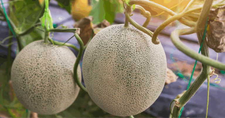 Garden melons becoming ripe