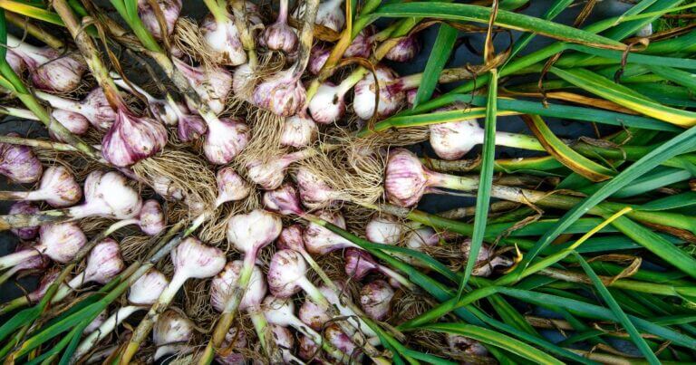 Tips for Growing Garlic