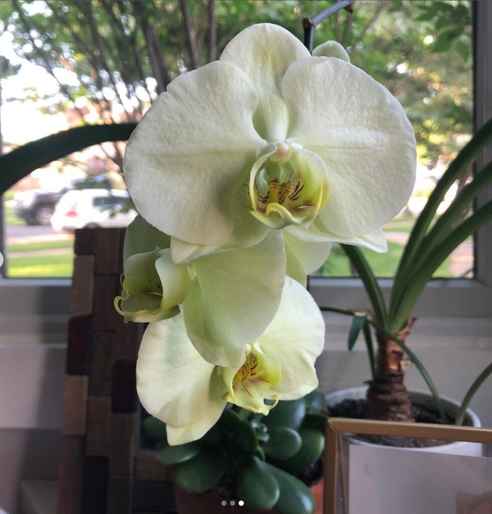 orchid in indoor garden