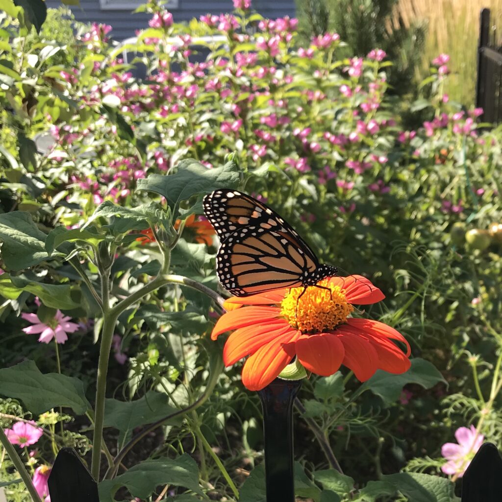 monarch on mexican sunflower
