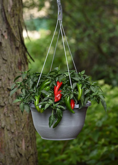 small pepper in pot