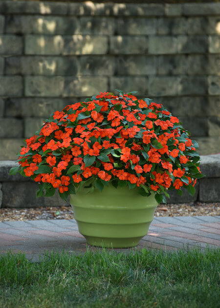 orange impatiens in green pot