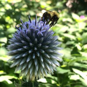 bee on blue globe thistle flower