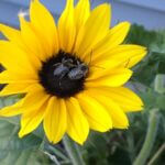 sunflowers are the color of the year in 2021