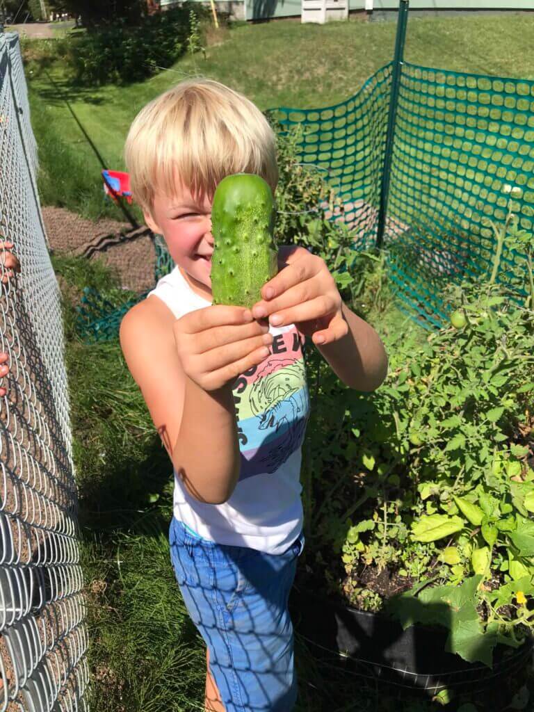 child and homegrown cucumber