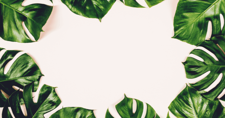 Top 3 indoor plants: monstera