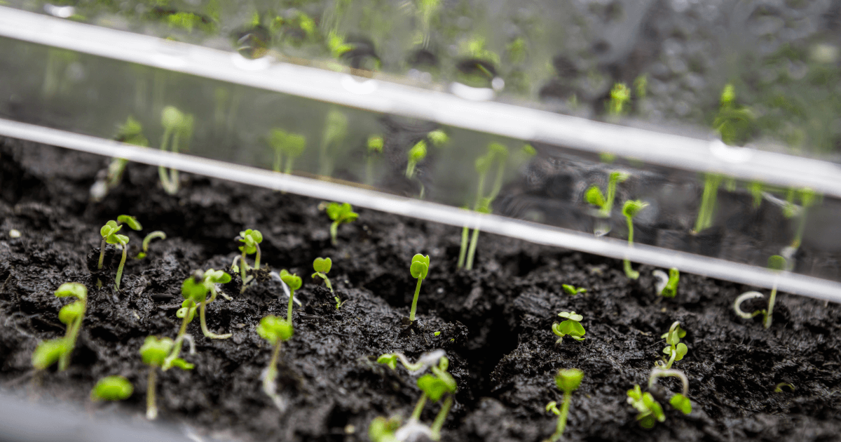 February garden checklist