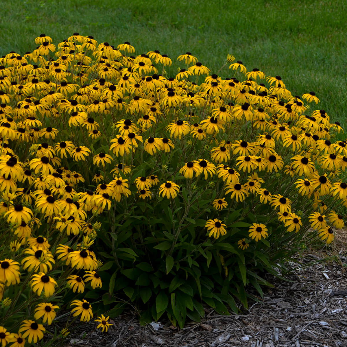 American Gold Rush rudbeckia
