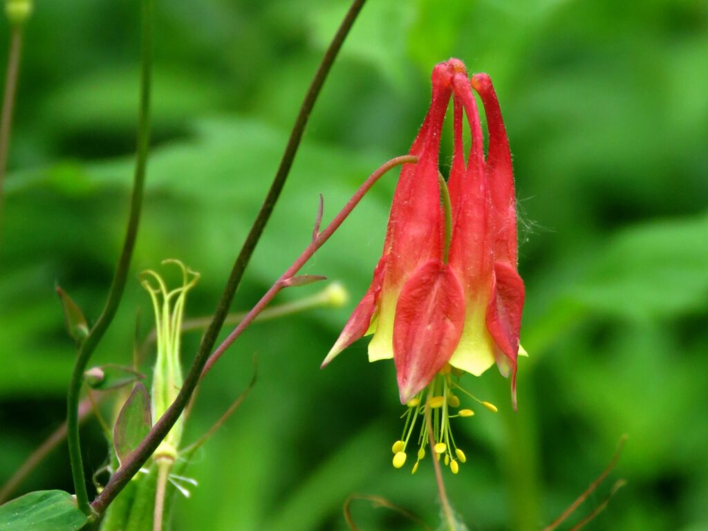 eastern red columbine bloom