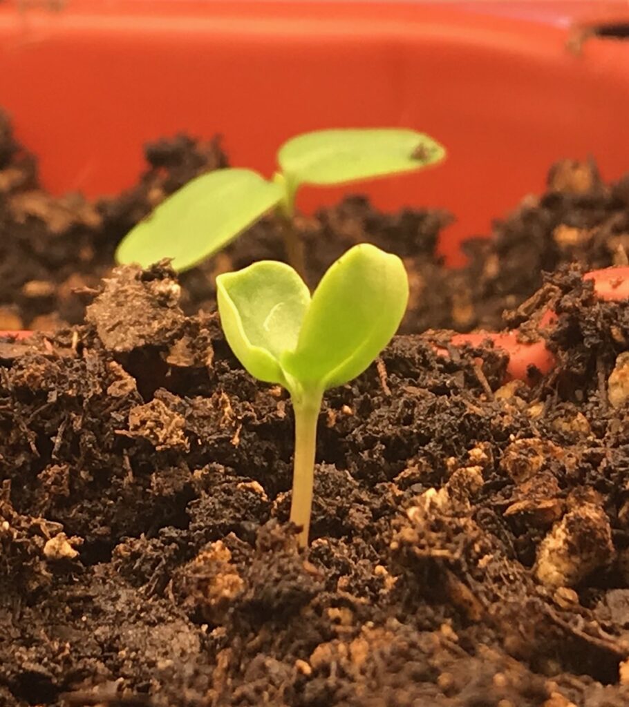 seedling emerging from soil