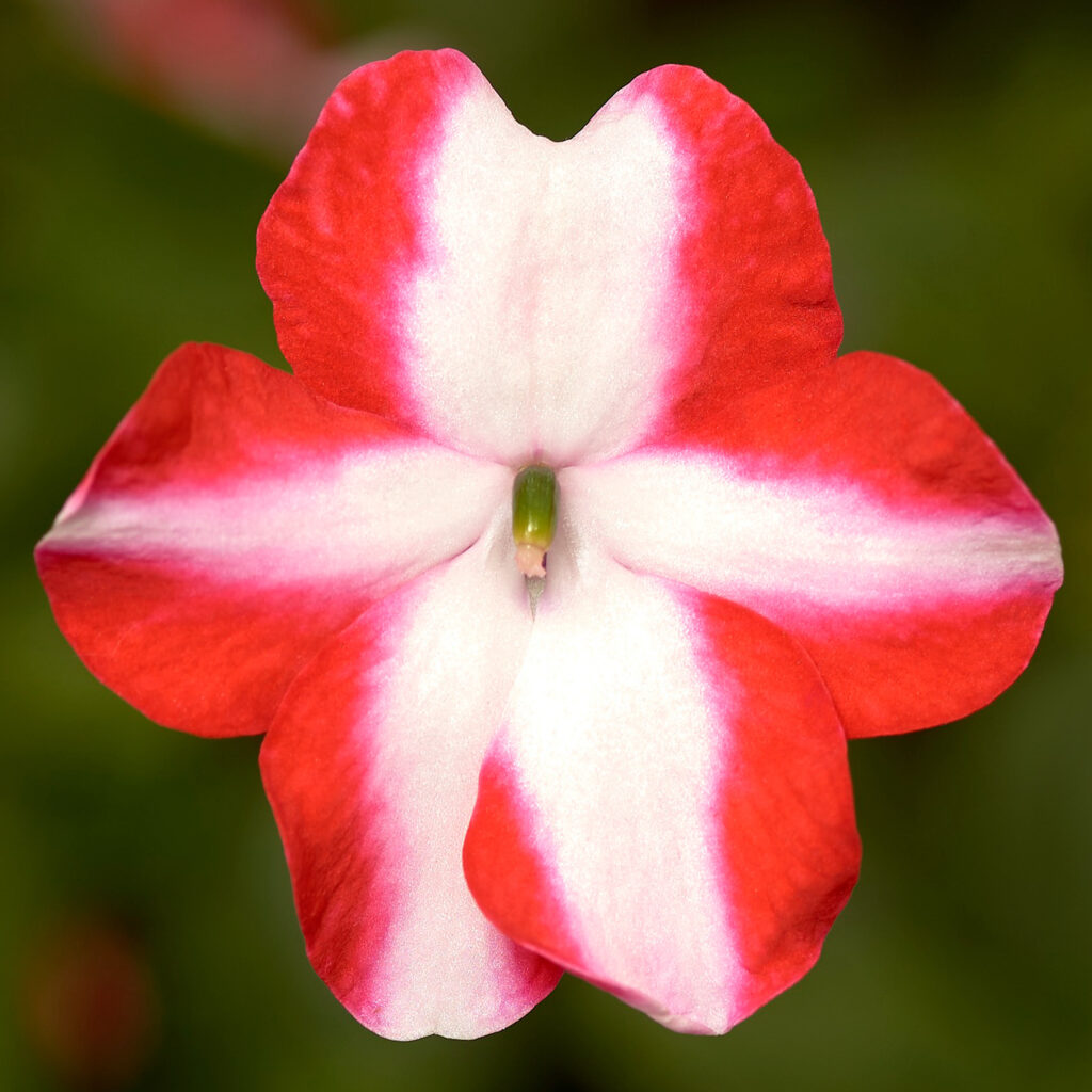 single imara imaptiens flower