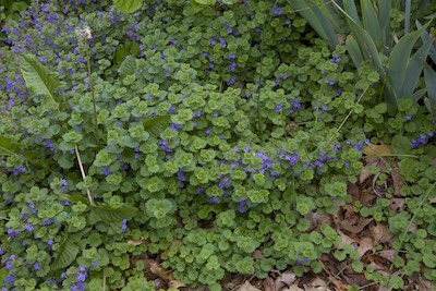 creeping charlie in garden 